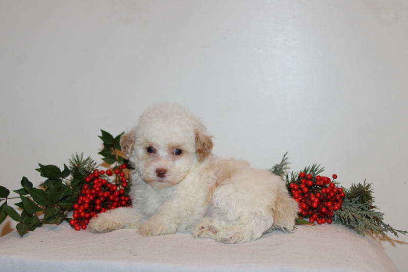 puppy, for, sale, Toy Poodle, Matthew B. Stoltzfus, dog, breeder, Gap, PA, dog-breeder, puppy-for-sale, forsale, nearby, find, puppyfind, locator, puppylocator, aca